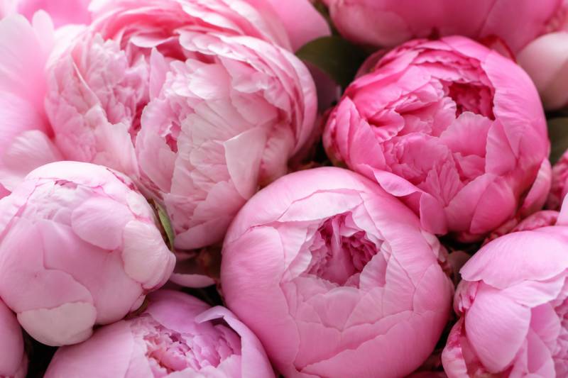 Vente de bouquets de pivoines à Arnas