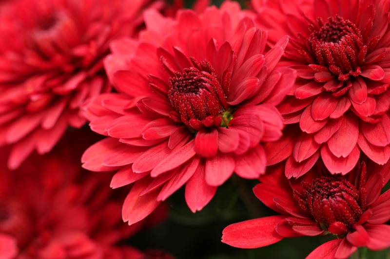 Vente de bouquets de chrysanthèmes pour la Toussaint à Arnas