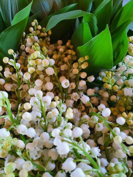 Vente de brins de muguet pour 1er Mai dans Beaujolais