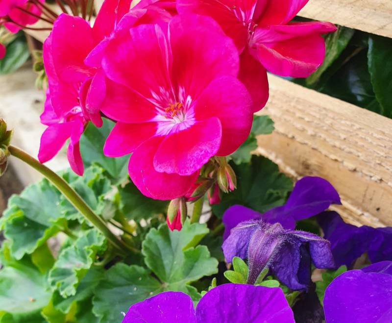 Petite pépinière à proximité de Villefranche sur Saone