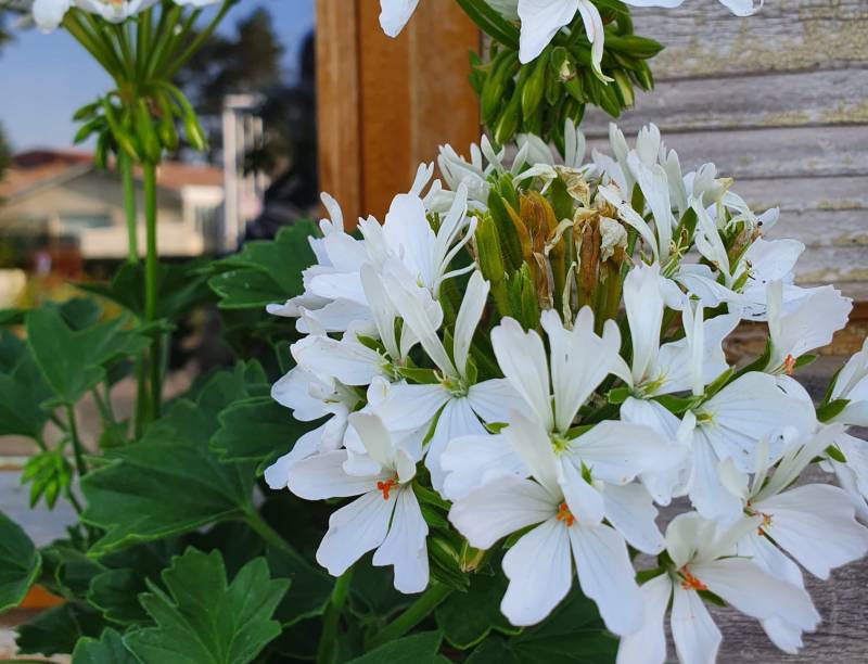 Acheter des plantes pour son balcon à Villefranche sur Saone