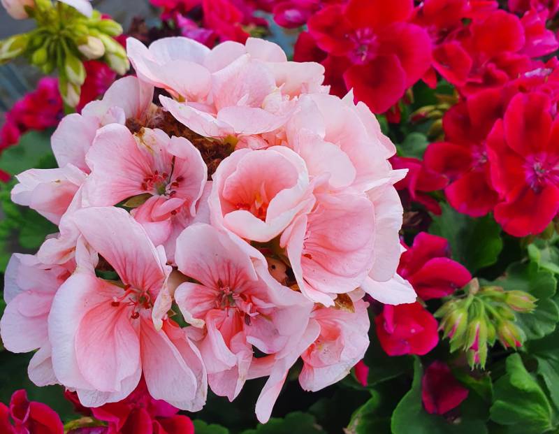 Mini pépinière dans le Beaujolais qui propose des plantes de jardin