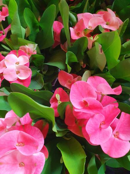 Vente de fleurs en pot à Villefranche sur Saone