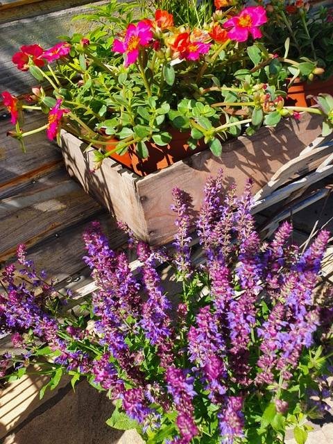 Pépinière à Villefranche sur Saone pour vente de plantes pas cher 