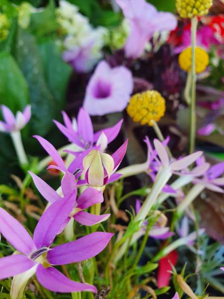 Plantes pour extérieures à Villefranche sur Saone