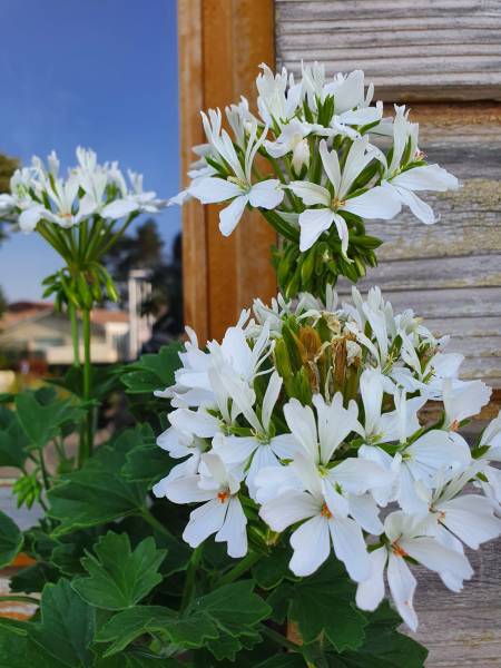 Plantes extérieures à petit prix près de Villefranche-sur-Saône