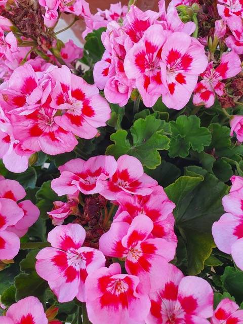 Plantations extérieures près de Villefranche-sur-Saône