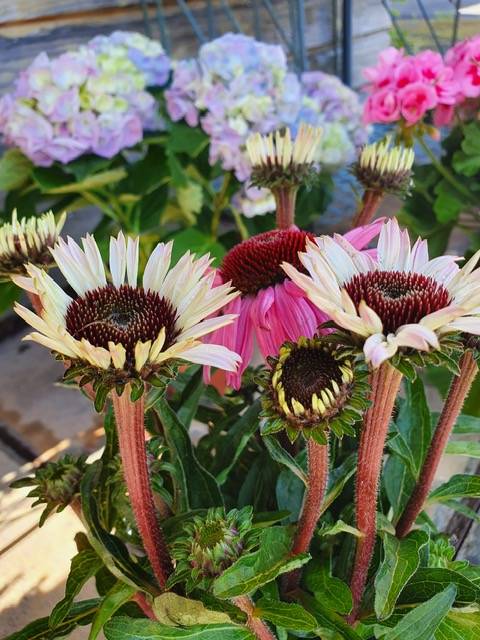 Vente de plantes extérieures originales à petit prix près de Villefranche-sur-Saône