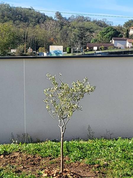 Paysagiste dans le Beaujolais pour un petit jardin durable