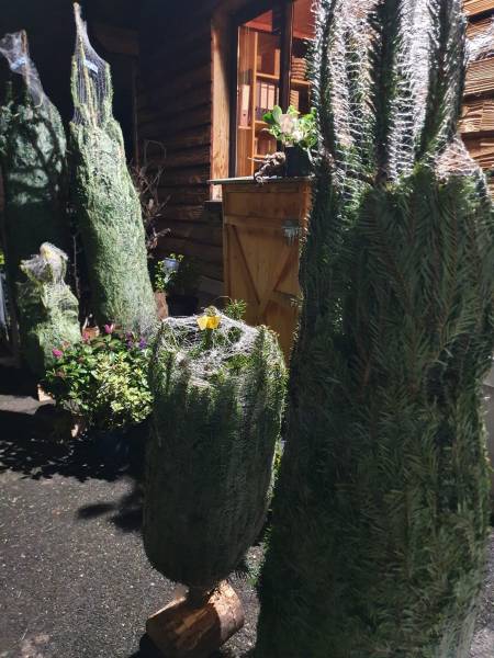 Vente de sapins de Noël à Arnas, près de Villefranche-sur-Saône