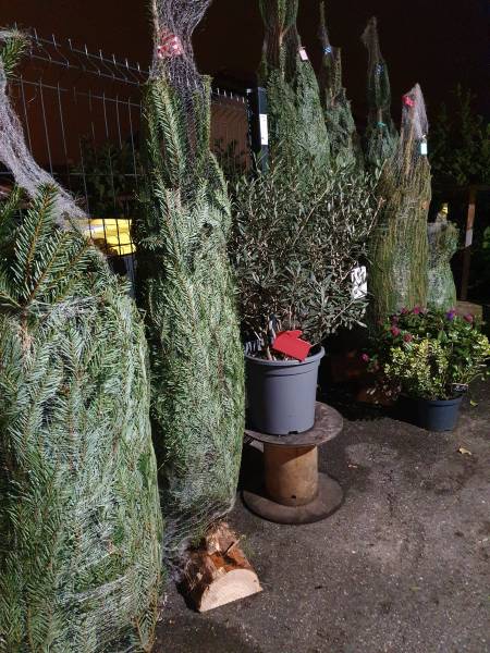 Vente de sapins de Noël à Arnas, près de Villefranche-sur-Saône