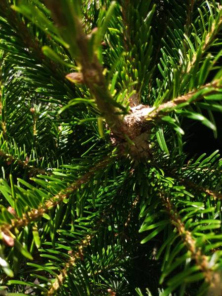 Vente de sapins de Noël à Arnas, près de Villefranche-sur-Saône